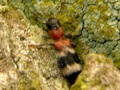 Thanasimus formicarius